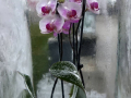 Dan-odprtih-vrat-v-podjetju-Ocean-Orchids-011