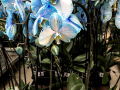 Dan-odprtih-vrat-v-podjetju-Ocean-Orchids-012