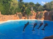 IMG-3517