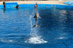 Erasmus-Valencija-2025-1-teden-Oceanographic_03