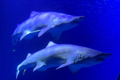 Erasmus-Valencija-2025-1-teden-Oceanographic_05