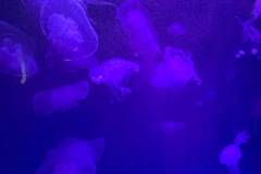 Erasmus-Valencia-2026-1-teden-019