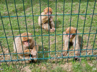 Gozdna pedagogika in Sikaluzoo (TD 05-2024)
