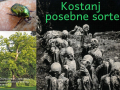 Ana-Vida-in-Vanesa-Tot-3.-bc-I.-Cankar-Kostanj-posebne-sorte