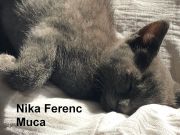 nika-ferenc-macka