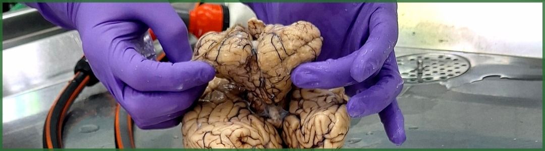 Vegyészek látogatása a Muraszombati Általános Kórház Patológiai Osztályán